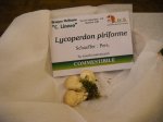 lycoperdon piriformum